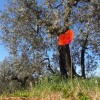 toskana 2013 olivenbaum und roter mohn 4